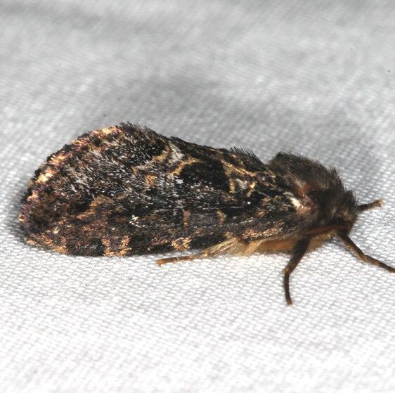 0031-Conifer-Swift-Moth-Korscheltellus-gracilis-BG-Goose-Bay-Camp-Lac-Seul-Canada-7-26-22