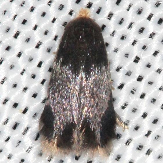 0052 Aspen Petiole Gall Moth Ectoedemia populella yarda 6-5-13 (88)