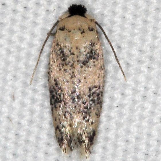 0055 Zimmermannia bosquella  Moth Oscar Scherer St Pk Fl 2-27-17  (25)_opt