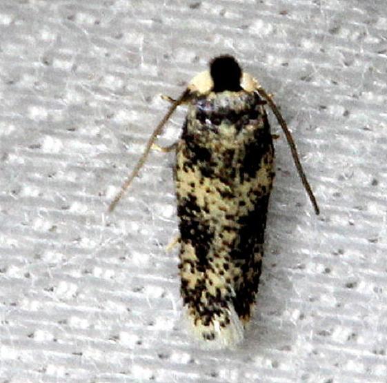 0055 Zimmermannia bosquella-Moth-Alexander-Springs-Ocala Natl Forest 3-18-13
