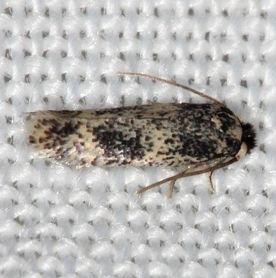 0058.97 Unidentified Ectoedemia A Moth Collier Seminole St Pk 3-1-14