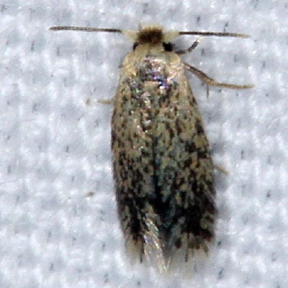 0058.97 Unidentified Ectoedemia Moth yard 8-30-14