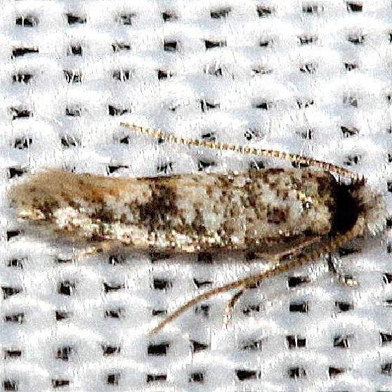 0058.97 Unidentified Ectoedemia Moth Lake Kissimmee St Pk Fl 2-28-13