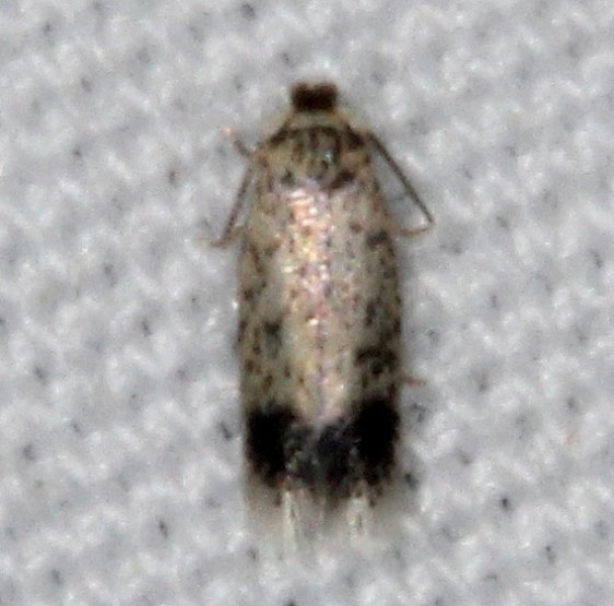 0088.97 Unidentified Nepticula Moth yard 5-28-15