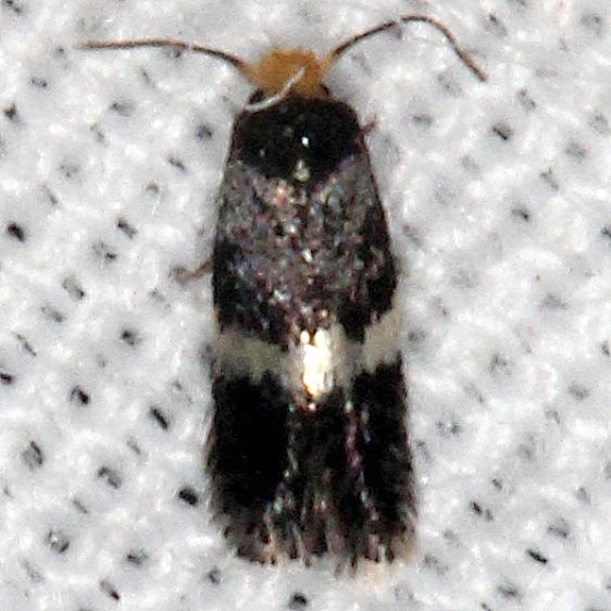 0094 Stigmella myricafoliella tentative Moth Silver Springs St Pk Fl 9-23-18