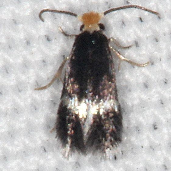 0095 Stigmella juglandifoliella BG Pecan Serpentine Leafminer Moth yard 7-29-20