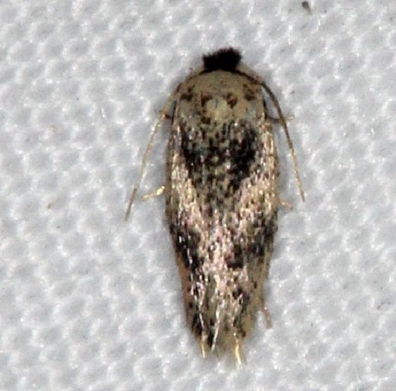 0111.97 Unidentified Stigmella Moth Collier-Seminole St Pk 3-3-15