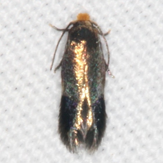 0111.97 Unidentified Stigmella Moth General Butler St Pk Ky 4-19-17 (2)_opt