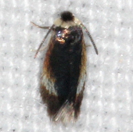 0118.97 Unidentified Nepticulidae Moth yard 8-29-14