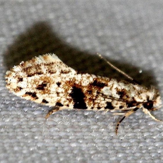 0266 European Grain Moth Little Talbot Island State Park Fl 2-19-13