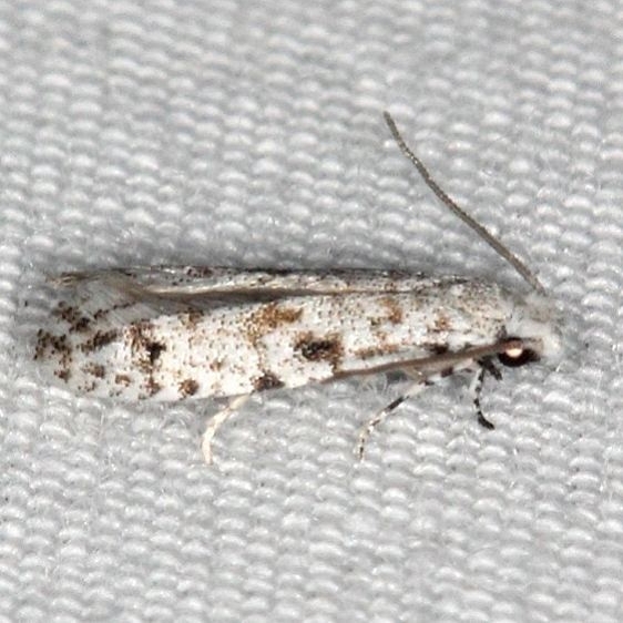 0275.97 Unidentified Nemapogan Moth BG Silver Lake Cypress Glenn Fl 3-19-15
