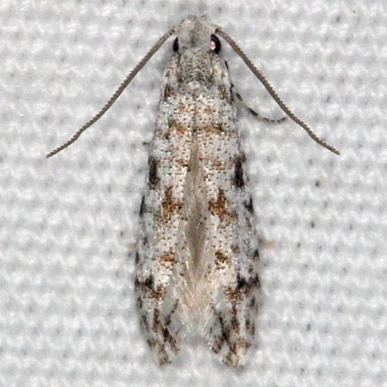 0275.97 Unidentified Nemapogan Moth BG Silver Lake Cypress Glenn Fl 3-19-15