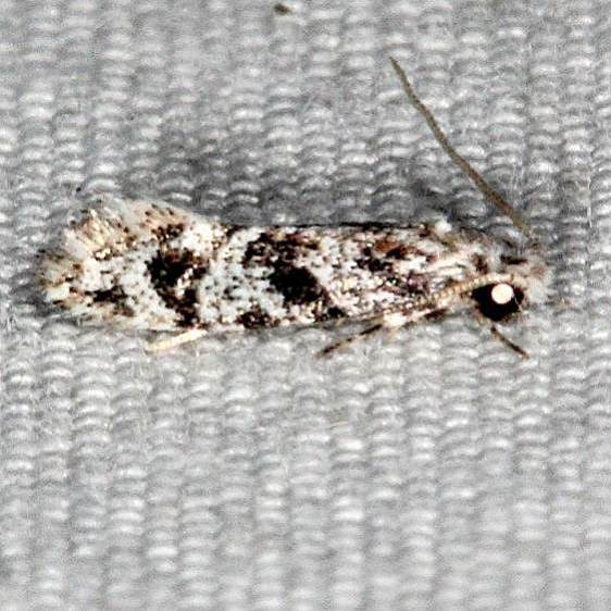 0275.97 Unidentified Nemapogon-Moth Oscar Scherer St Pk 3-14-15