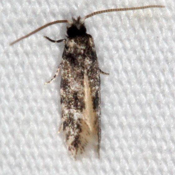 0277.85-BG-Eudarcia-Undescribed-meessiidae-one-Favre-Dykes-State-Park-Fl-2-20-17-3_opt