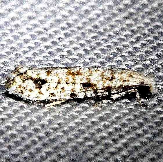0279.97 Unidentified Diachorisia Moth Alexander Springs Ocala Natl Frt 3-18-13