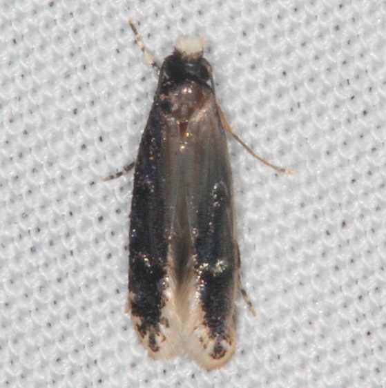 0283.97 Unidentified Oenoe Moth BG Paynes Prairie St PK Fl 3-15-21