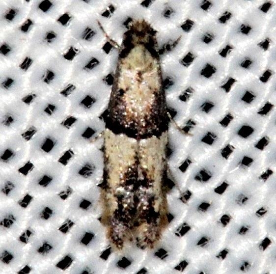 0283.97 Unidentified Oenoe Moth Collier Seminole St Pk 2-25-14