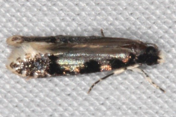 0283.97 Unidentified Oenoe Moth Paynes Prairie St PK FL 3-15-21