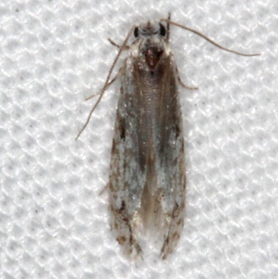 0283.97 Unidentified Oenoe Moth Paynes Prairie St Pk Fl 3-17-21