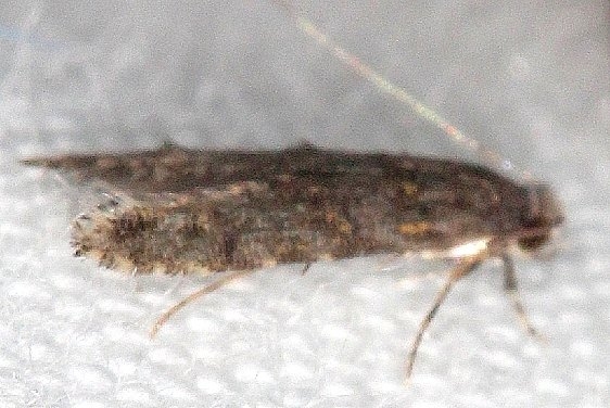 0286 Homosetia auricristatella tentative Desoto St Pk Alabama 9-7-18