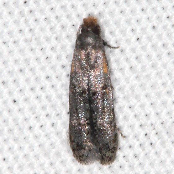 0288-Homosetia-chrysoadspersella-Paynes-Prairie-St-Pk-Fl-2-22-22