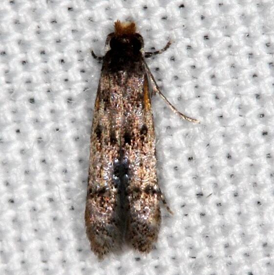 0291 Homosetia fasciella BG Lake Kissimme St Pk Fl 2-28-22