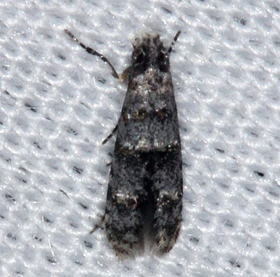 0295 Homosetia tricingulatella tentative  Burr Oak St Pk Oh  6-27-14