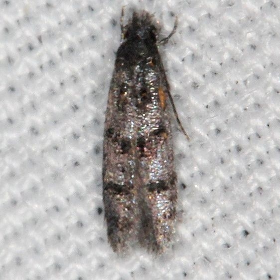 0295.97 Unidentified Homosetia Moth BG Suwanee River St Pk Fl 9-20-18 (70)_opt