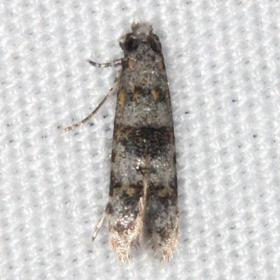 0295.97 Unidentified Homosetia Moth yard 7-21-14