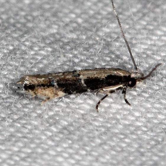 0297.97 Unidentified Stenoptinia Moth BG Collier-Seminole St Pk 3-6-15