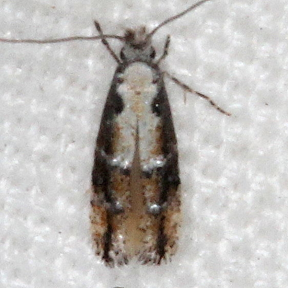 0297.97 Unidentified Stenoptinia  Moth BG Silver Springs St Pk Fl 9-23-18 (10)_opt