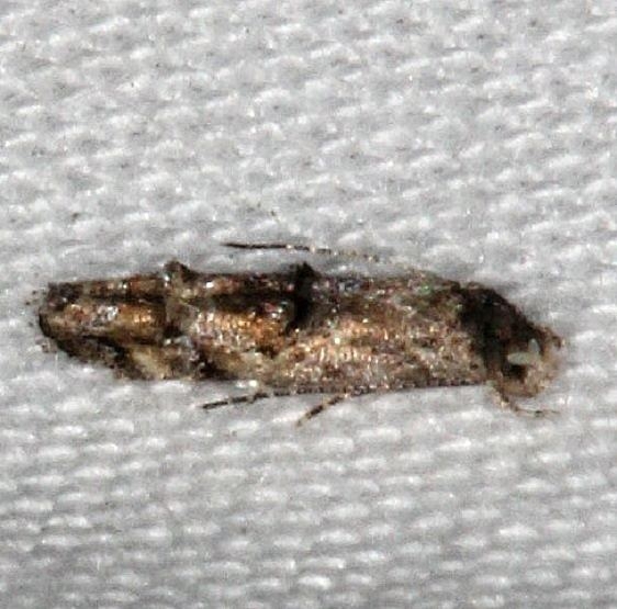 0297.97 Unidentified Stenoptinia Moth yard 7-10-14