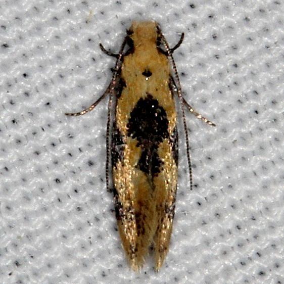 0300.97 Unidentified Hybroma-Moth-BG-close-to-0300-Hybroma-servulella-but-different-Hopkins-Prairie Ocala Natl Forest Fl 9-26-18