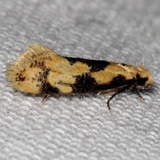 0300.97-Unidentified-Hybroma-Moth-BG-close-to-0300-Hybroma-servulella-but-different-Hopkins-Prairie-Ocala-Natl-Forest-Fl-9-26-18-2