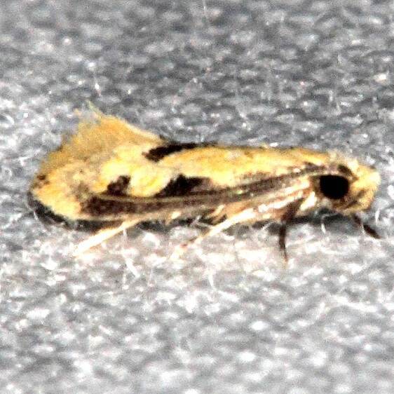 0300.97 Unidentified Tinea close to Hybroma servlella BG Collier Seminole St Pk Fl 3-3-21