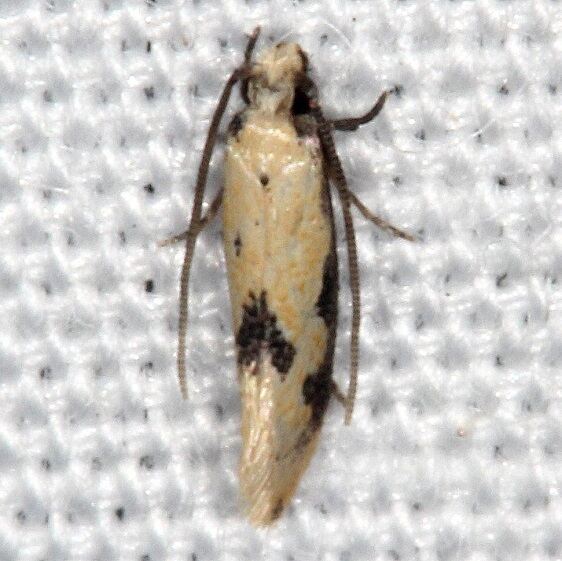 0300.97-Unidentified-Tinea-close-to-Hybroma-servlelle-BG-Collier-Seminole-St-Pk-Fl-3-3-21