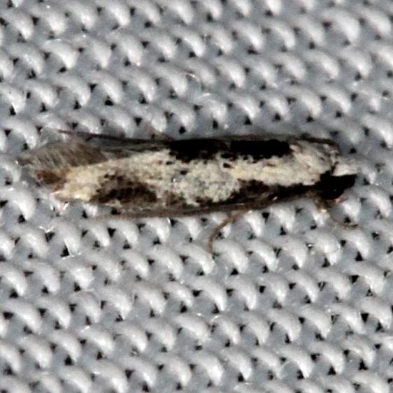 0305 Two-spotted Mea Moth Collier Seminole St Pk 2-25-14