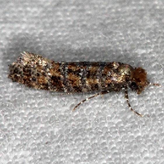 0317.96 Undescribed Xylesthia Moth Oscar Scherer St Pk 3-13-15