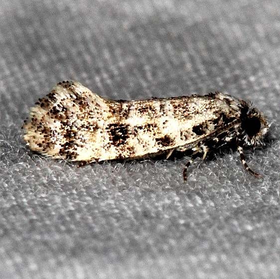 0317.97 Unidentified Xylesthia Moth or nearby River Junction Withlacoochee St Forest Fl 2-23-17