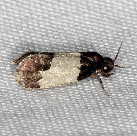 0319 Kearfottia albifasciella Burr Oak St Pk at cabins Oh 6-27-14