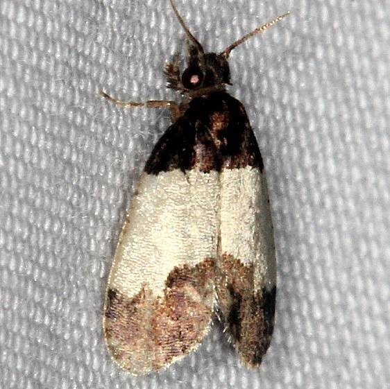 0319 Kearfottia albifasciella Burr Oak St Pk at cabins Oh 6-27-14