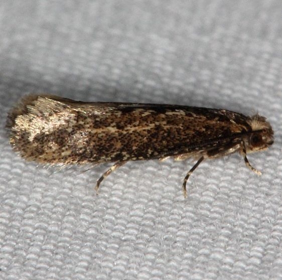 0325 Haplotinea insectella Fungus Grain Moth tentative Collier-Seminole St Pk 3-6-15_opt