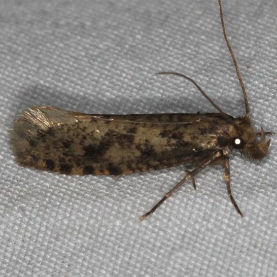 0334 Amydria effrentella Mesa Verde Natl Pk Colorado 6-9-17 (14)_opt