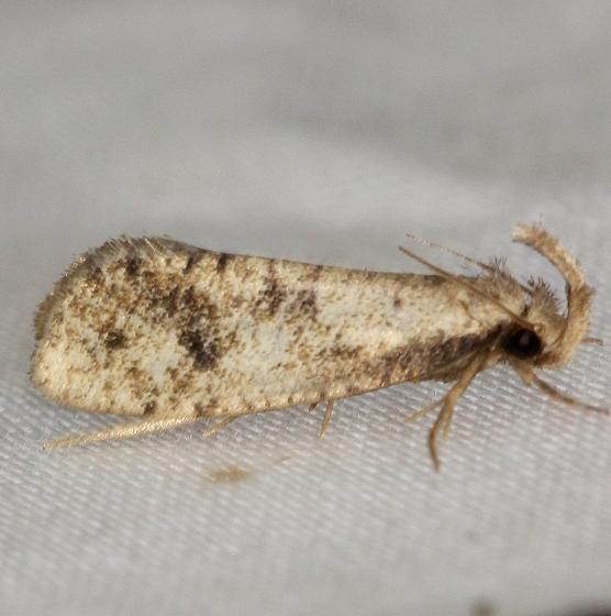 0334 Amydria effrentella Schivley Fen Logan Co Oh 6-12-12