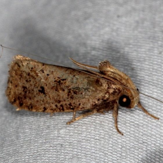 0366 Acrolophus mortipennella Lake Kissimmee St Pk Fl 3-1-17_opt