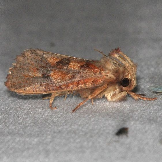 0366 Acrolophus mortipennella yard 7-1-19