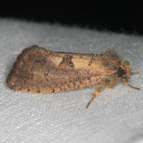 0367 Acrolophus mora BG Bluestone-Lake-st-Pk-WV-10-6-18