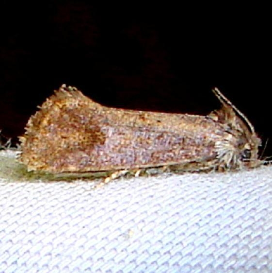 0368 Panama Grass Tubeworm Moth closest Payne's Prairie St Pk 3-23-12