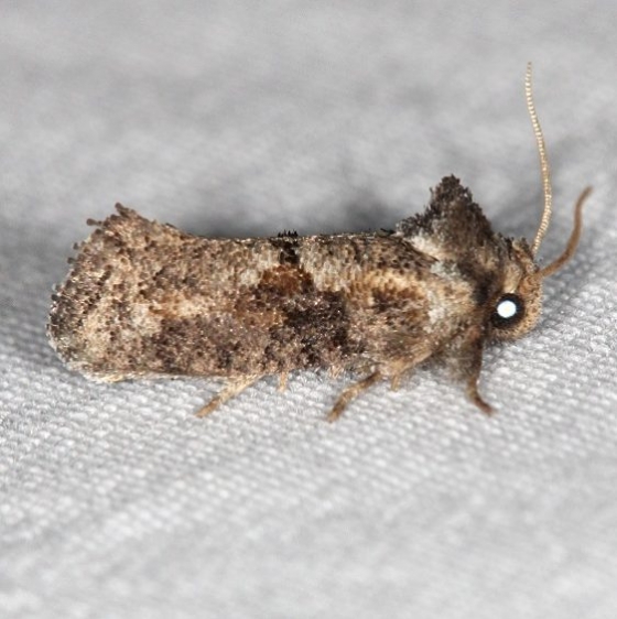 0371 Piger Grass Tubeworm Moth NABA Gardens Texas 11-1-16_opt