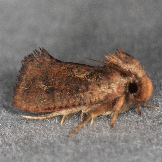 0373 Clemens' Grass Tubeworm Moth Oscar Scherer St Pk 3-13-15